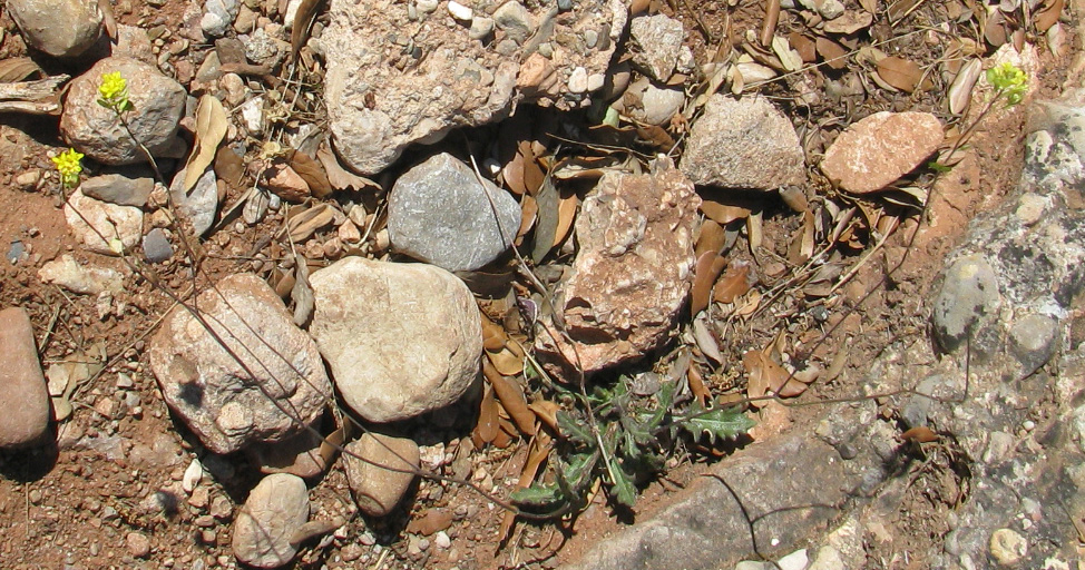 Image of Biscutella laevigata specimen.