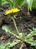 род Taraxacum. Цветущее растение. Краснодарский край, Кущёвский р-н, станица Шкуринская, пустыри. 05.05.2009.