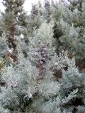 Cupressus arizonica