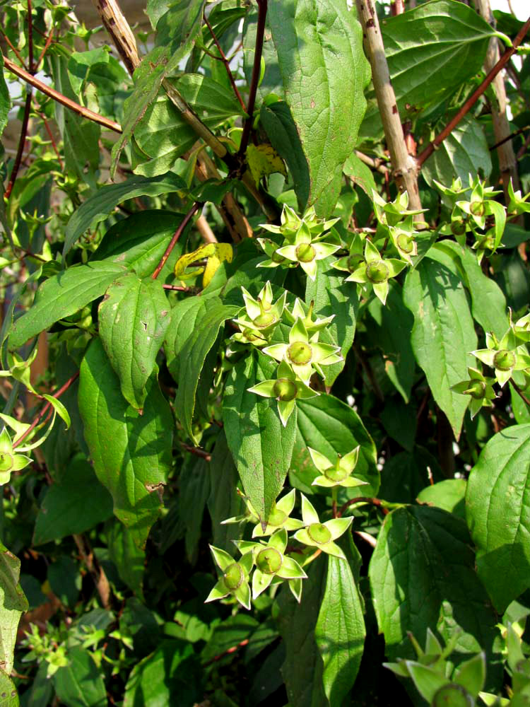 Image of Philadelphus coronarius specimen.