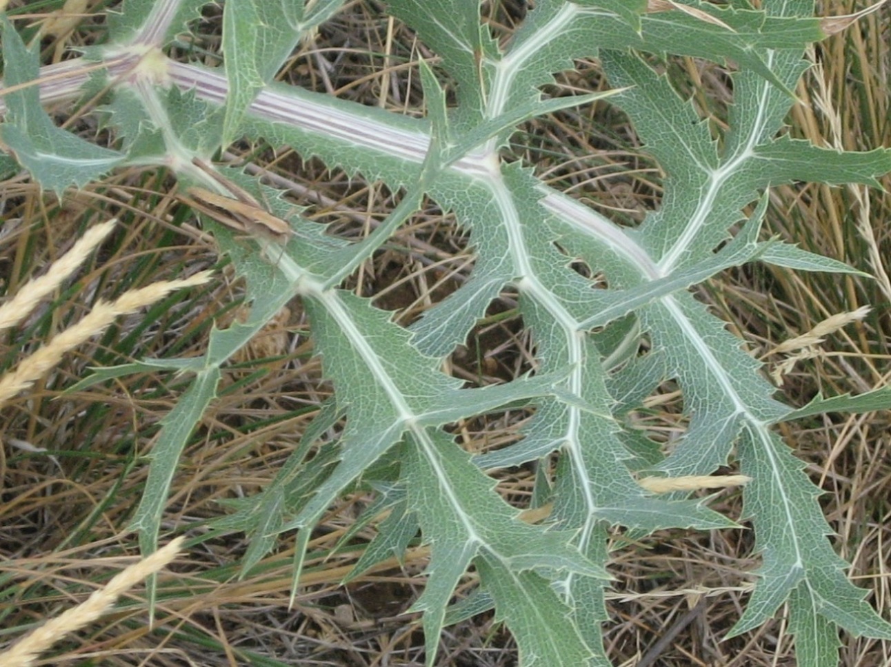 Изображение особи Eryngium campestre.