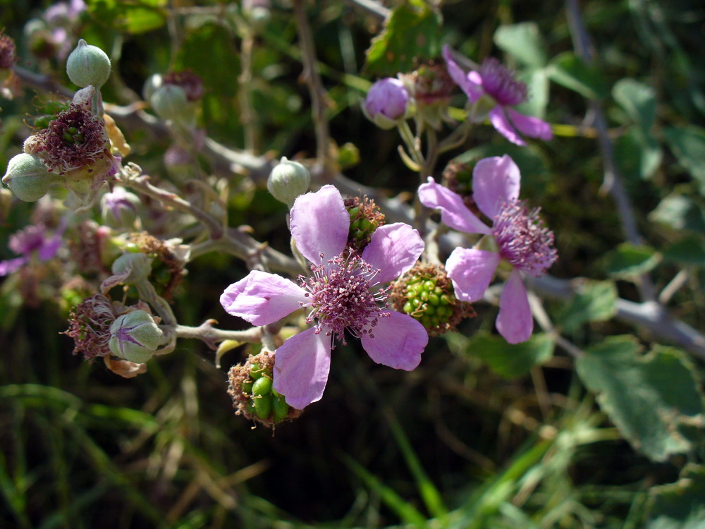 Изображение особи Rubus sanctus.