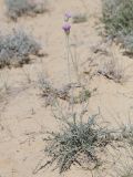 Jurinea multiloba. Цветущее растение. Западный Казахстан, окр. п. Бейнеу. 05.05.2013.
