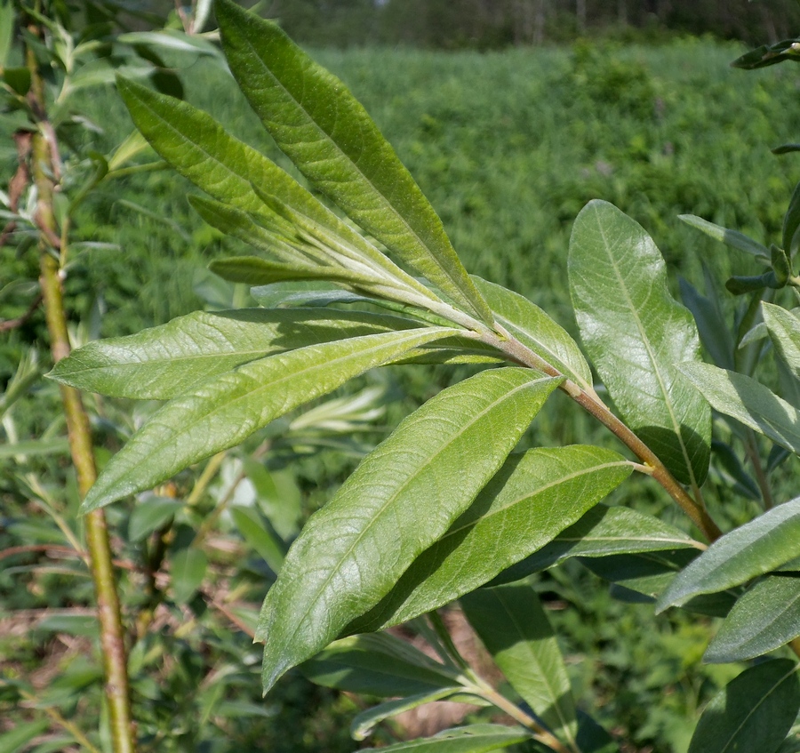 Изображение особи Salix &times; smithiana.