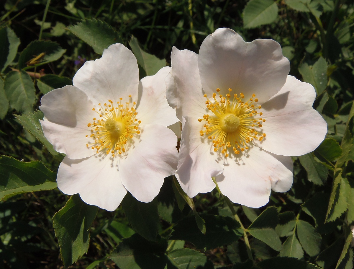 Image of genus Rosa specimen.