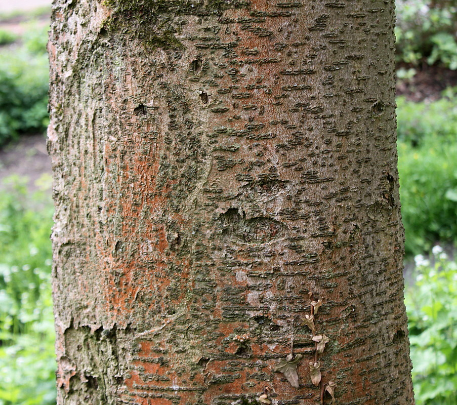 Image of Idesia polycarpa specimen.