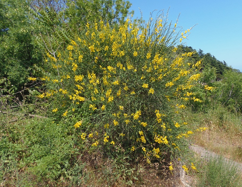 Image of Spartium junceum specimen.