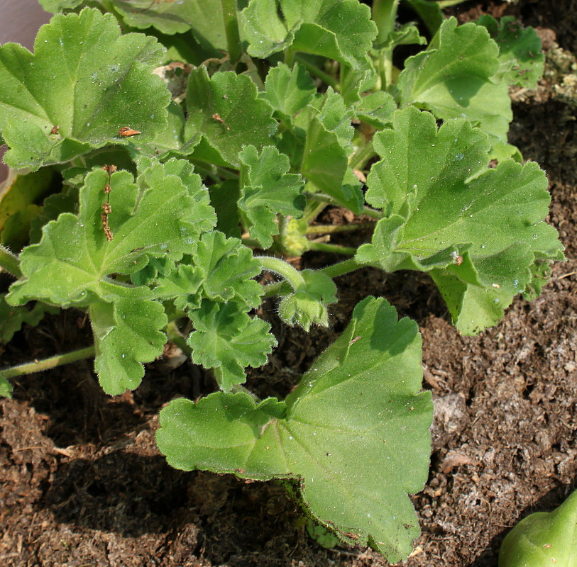 Image of Pelargonium hortorum specimen.