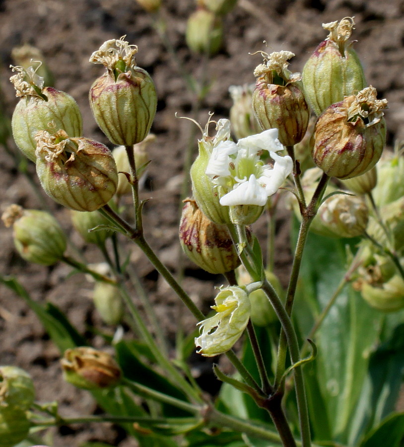 Image of Silene zawadzkii specimen.