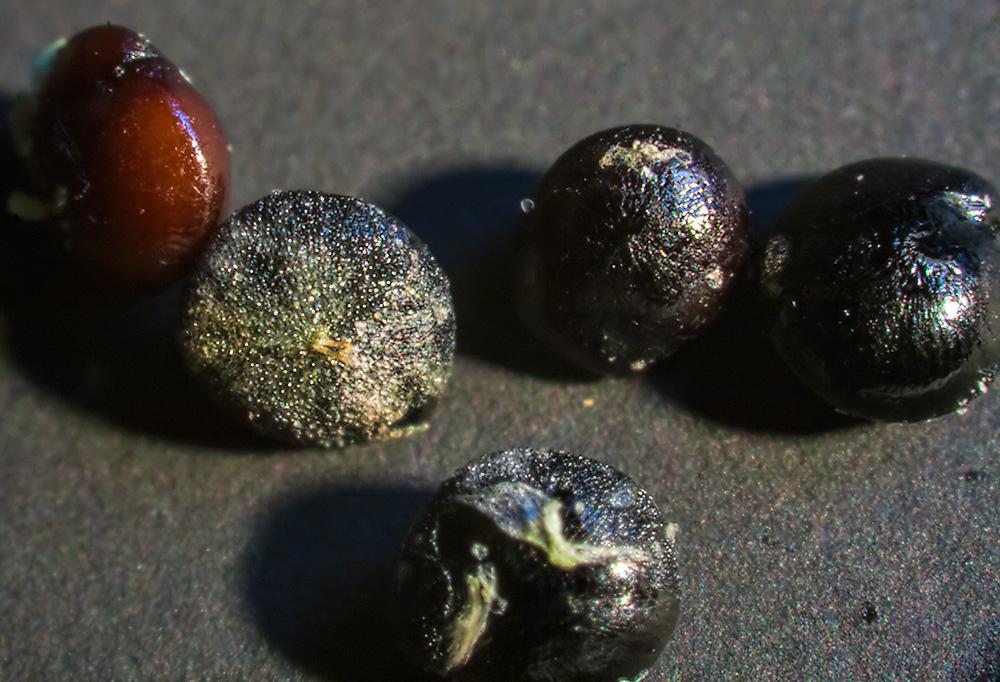 Image of Chenopodium album specimen.