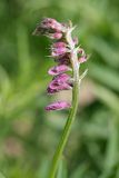 Vicia tenuifolia. Соцветие. Южный Казахстан, верховья Арыси. 12.05.2013.