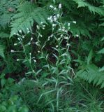 genus Erigeron. Цветущее растение. Иркутская обл., окр. Иркутска, лес. 30.06.2007.