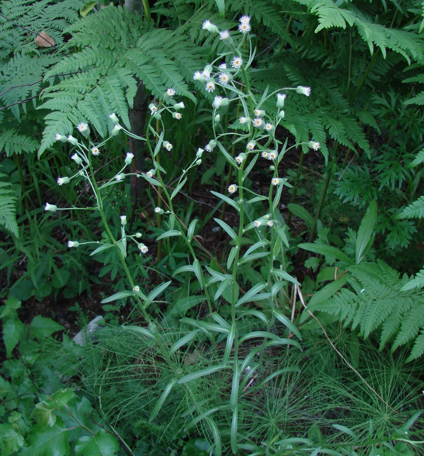 Image of genus Erigeron specimen.