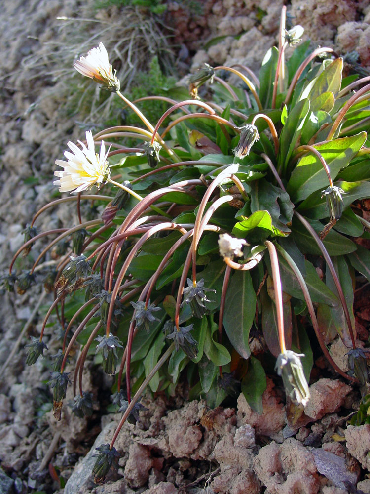 Image of genus Taraxacum specimen.