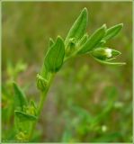 Lithospermum officinale. Верхушка побега. Чувашия, окр. г. Шумерля, Кумашкинский заказник, остров. 4 июля 2009 г.