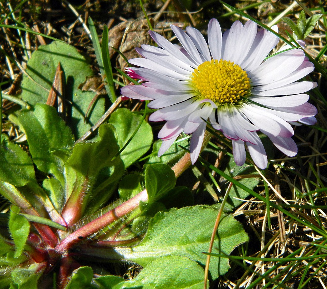 Image of Bellis perennis specimen.