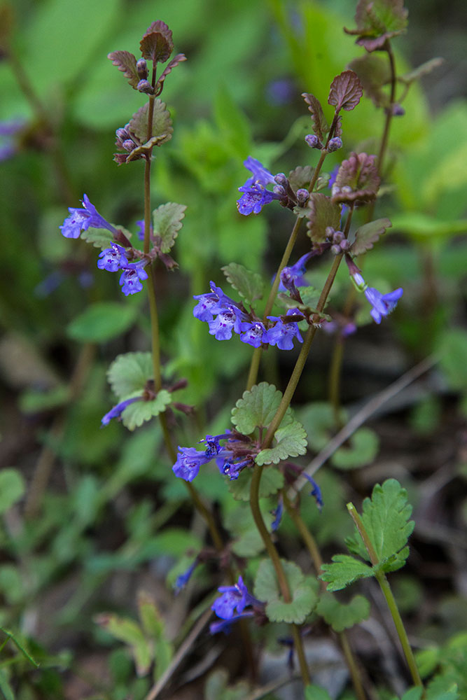 Image of Glechoma hederacea specimen.