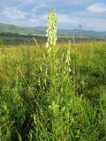 Aconitum barbatum