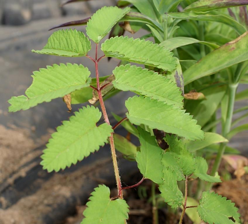 Image of Sanguisorba stipulata specimen.