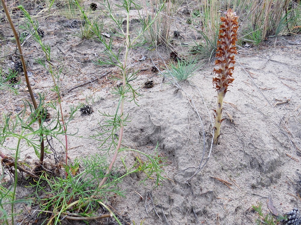 Image of Orobanche coerulescens specimen.