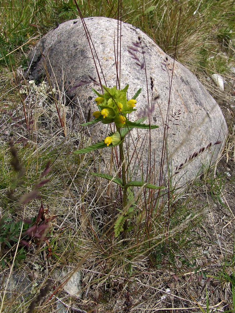 Изображение особи Rhinanthus groenlandicus.