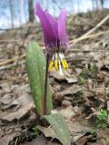 Erythronium sibiricum