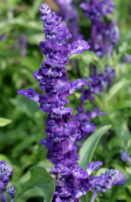 Изображение особи Salvia farinacea.