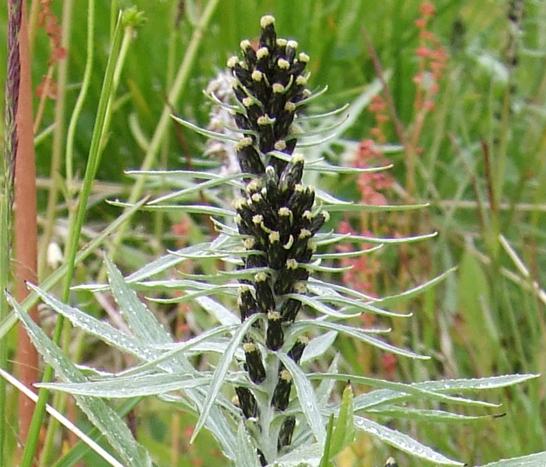 Image of Omalotheca norvegica specimen.