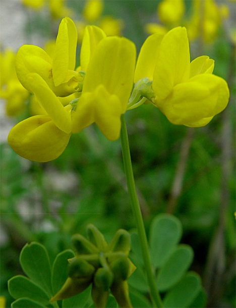 Image of Coronilla coronata specimen.