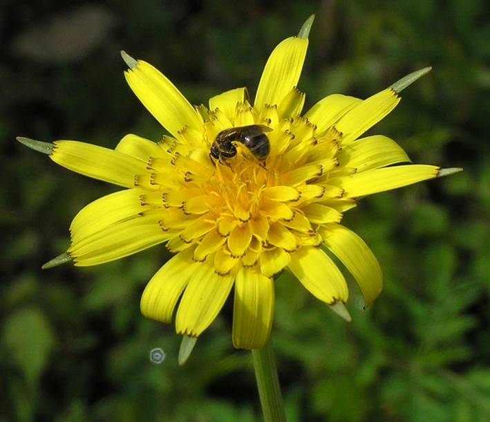 Image of genus Tragopogon specimen.