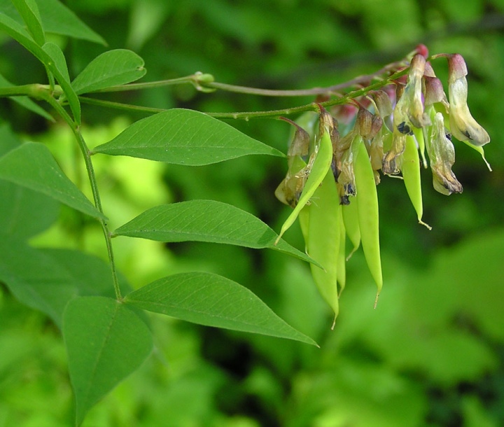 Image of Vicia ramuliflora specimen.