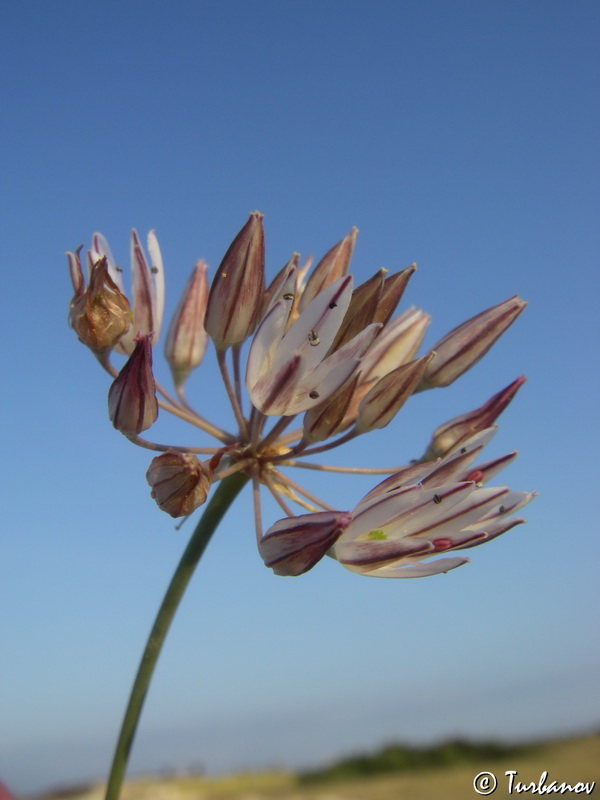 Изображение особи Allium moschatum.