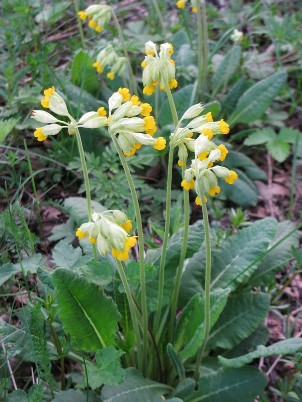 Image of Primula veris specimen.