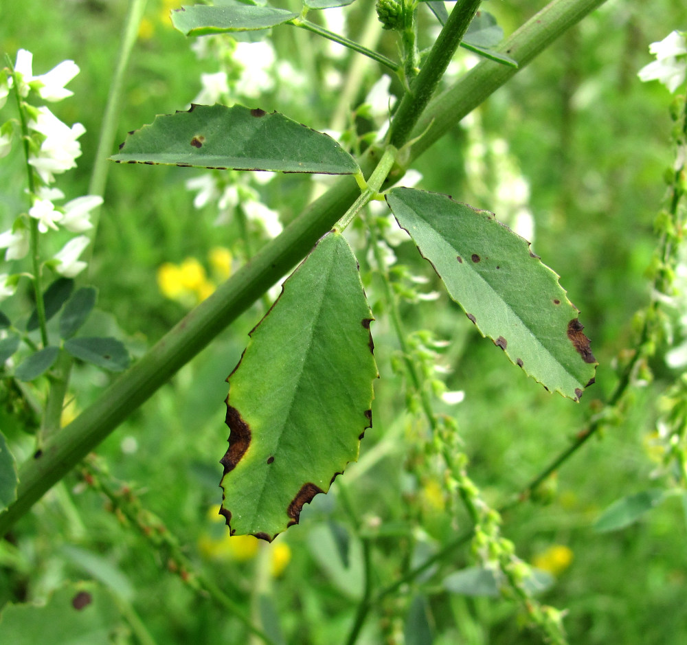 Изображение особи Melilotus albus.