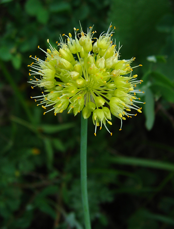 Image of Allium flavidum specimen.