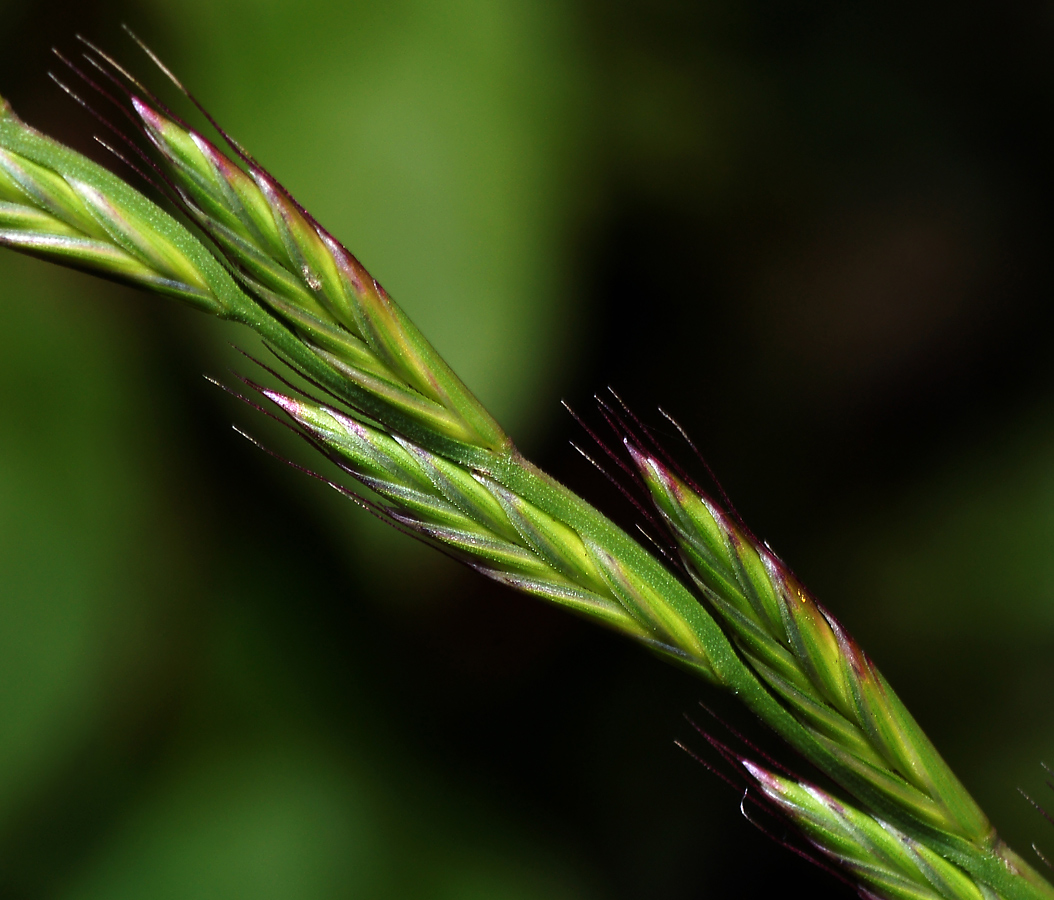 Image of Lolium multiflorum specimen.