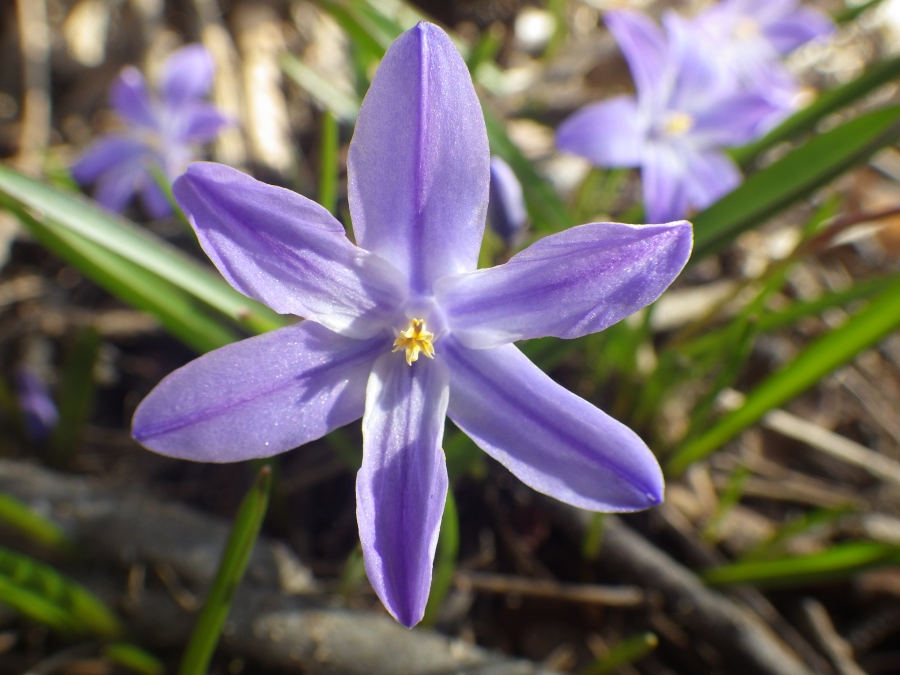 Изображение особи Chionodoxa luciliae.