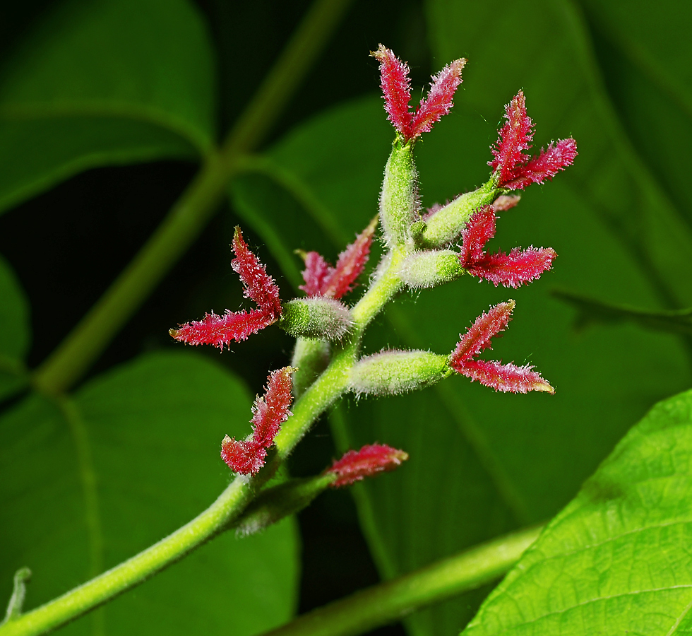 Изображение особи Juglans mandshurica.