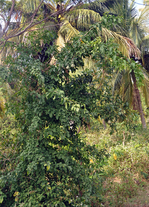 Image of Crateva adansonii specimen.