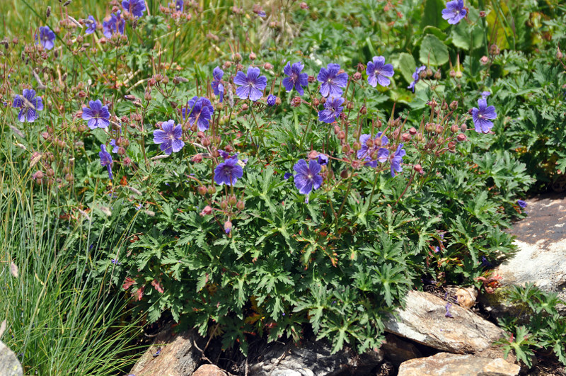 Изображение особи Geranium gymnocaulon.