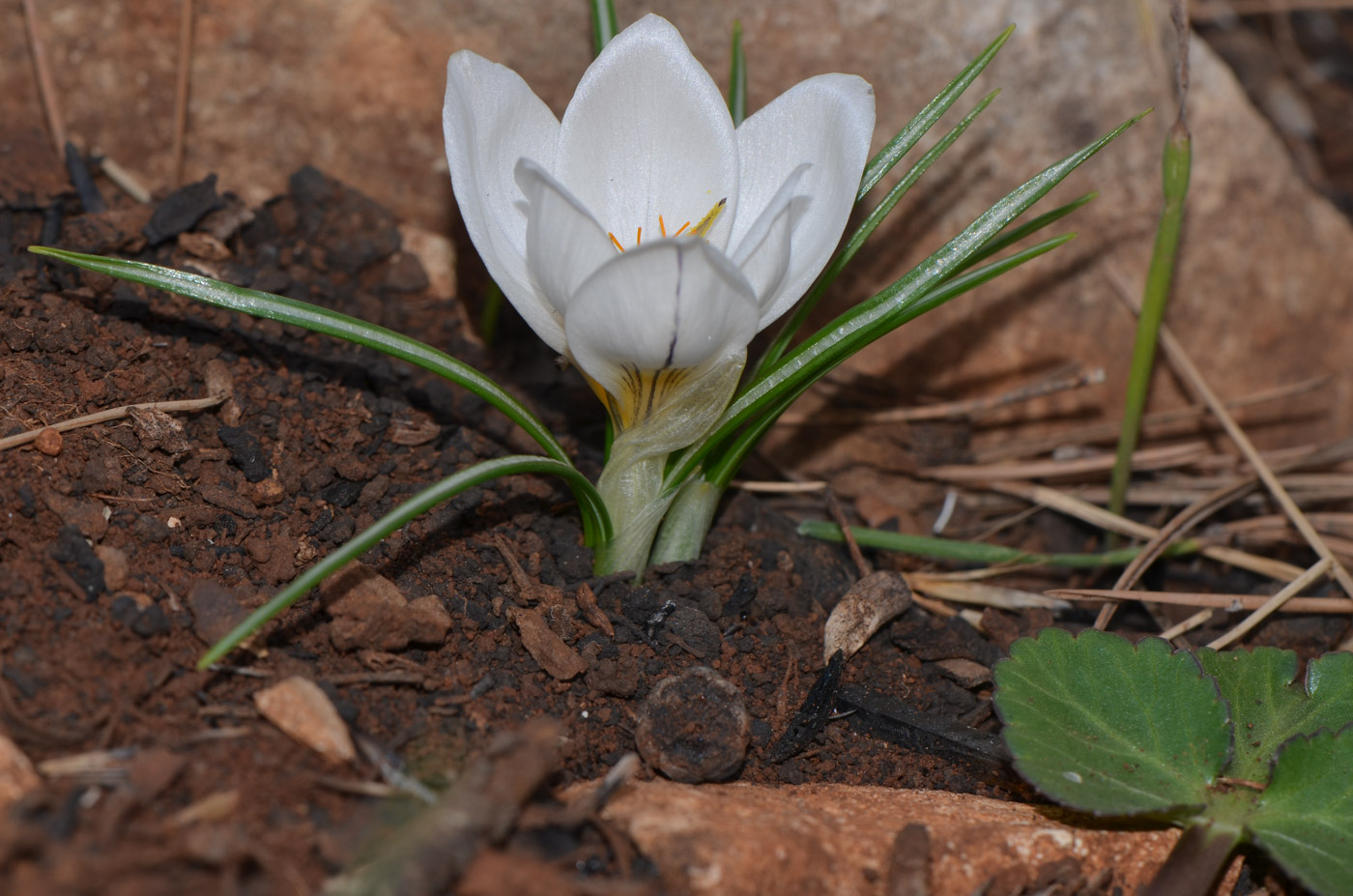 Image of Crocus hyemalis specimen.