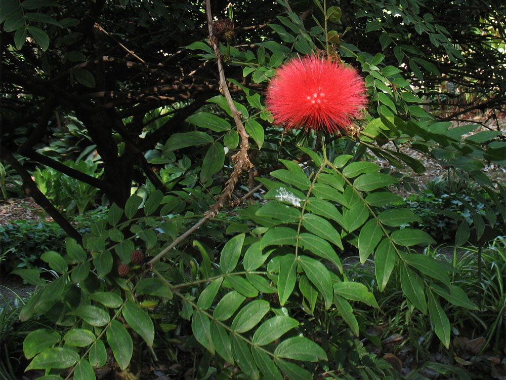 Изображение особи Calliandra haematocephala.