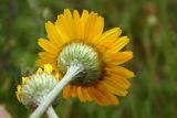 Anthemis tinctoria. Соцветие-корзинка (вид со стороны обёртки). Новгородская обл., г. Боровичи, Бобровские горы, склон холма к правому берегу р. Мста. 28.06.2015.