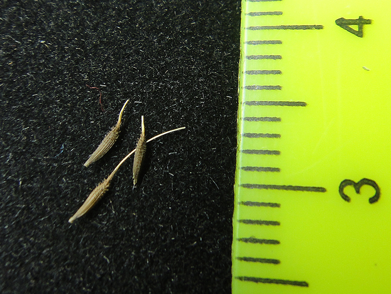 Image of Taraxacum dissectum specimen.