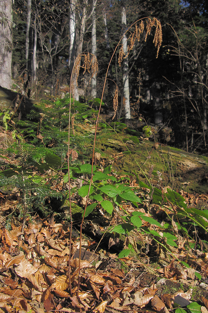 Image of Aruncus sylvestris specimen.