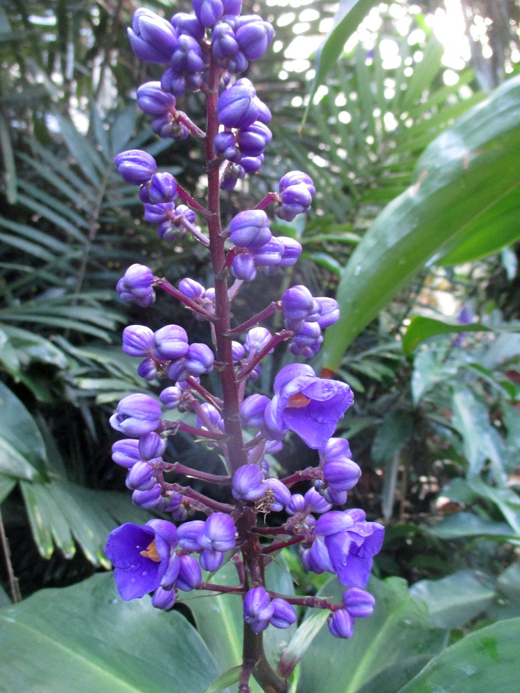 Image of Dichorisandra thyrsiflora specimen.