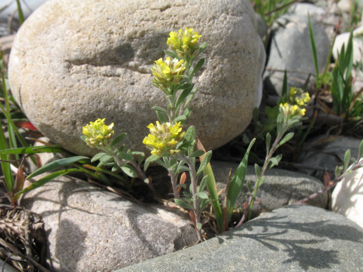 Изображение особи Alyssum turkestanicum var. desertorum.