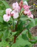 Impatiens glandulifera. Верхушка цветущего растения. Ленинградская обл., г. Волхов, Октябрьская наб., берег р. Понега. 13.07.2008.