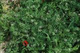 Astragalus campylotrichus. Цветущие и плодоносящие растения. Узбекистан, г. Ташкент, Актепа Юнусабадская. 04.05.2014.