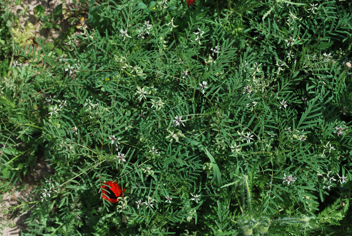 Изображение особи Astragalus campylotrichus.